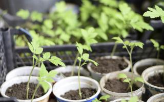 Выращивание цинии из семян на окне в домашних условиях: сроки, посев, подкормка, полив, уход, посадка в грунт