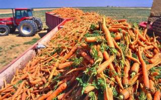 Что необходимо знать о сроках уборки свеклы и моркови?